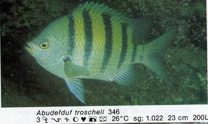 Abudefduf troscheli